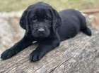 labradorsky retriever