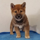 Rozkon ttka Shiba Inu jsou pipravena k adopci