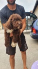 Lagotto Romagnolo tata