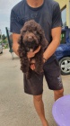 Lagotto Romagnolo tata