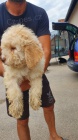 Lagotto Romagnolo tata