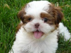 shih tzu 0 0