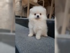 Pomeranian ke kryt