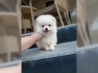 Pomeranian ke kryt