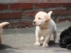 Labrador Retriever s PP (tn)