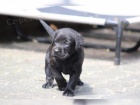 Labrador Retriever s PP (tn)