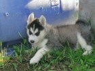 istokrevn Husky tata s PP