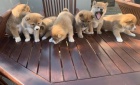 SHIBA INU mlata jsou milujc