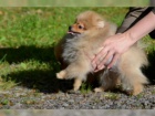 Nmeck pic trpasli / pomeranian s PP 