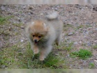 Nmeck pic trpasli / pomeranian s PP 