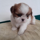 mini tata shih tzu