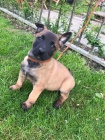 Prodm tata belgickch malinois 