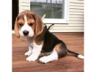 Beagle