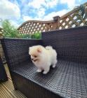 Nm. pic trpasli pomeranian s PP