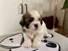 Ndhern istokrevn tata Shih Tzu