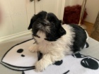 Ndhern istokrevn tata Shih Tzu