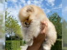 Pomeranian (trpasli pic) tata