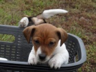 tata Jack Russell Terrier zoufale tou po novch rodich