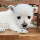 Prodm krsn a andlsk ttka West Highland White Terriers