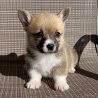 krsn a andlsk tata Pembroke Welsh Corgi na prodej MINI