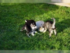  istokrevn tata sibiskho huskyho bez PP