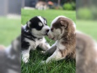 Krsn Sibisk husky