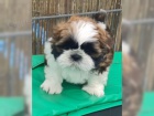 Fantastick Shih-Tzu tata bez PP