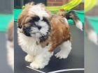 Fantastick Shih-Tzu tata bez PP