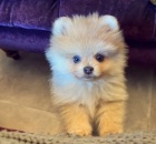 Pomeranian tata k adopci.