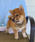 Ndhern tata Shiba inu