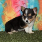 Prodm tata Pembroke Welsh Corgi.