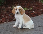 Beagle ttka jsou pipravena poznat nov rodiny.