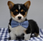 https://bestewelpennachhause.com/pembroke-welsh-corgi-2/