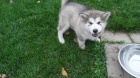 Aljask dti Malamute .jsou k dispozici co nejdve