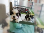 Okouzlujc dti Shih Tzu