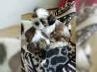 Okouzlujc dti Shih Tzu