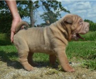 Shar-Pei jsou pipraveni k adopci.