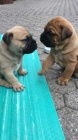 tata jsou  dispozici Bullmastiff pro dobr pijet