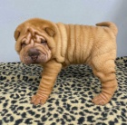 tata Shar-Pei na prodej.