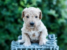 tata Goldendoodle na prodej.