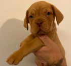 Dogue de Bordeaux tata tata na prodej.