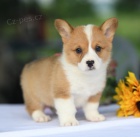 Prodm krsn tata Welsh Corgi Pembroke.