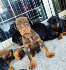 tata Doberman pro dobr domov 