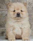 tata au au (Chow Chow) pro dobr domov