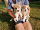 welsh corgi tata