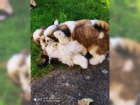  Rozkon Shih Tzu bez PP