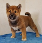 Shiba-Inu jsou pipraveni k adopci.