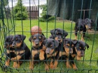 Doberman Pinscher tn k dispozici