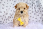 TEACUP TOY MALTIPOO TATA na prodej.