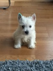 Prodm tata West Highland White Terriers.